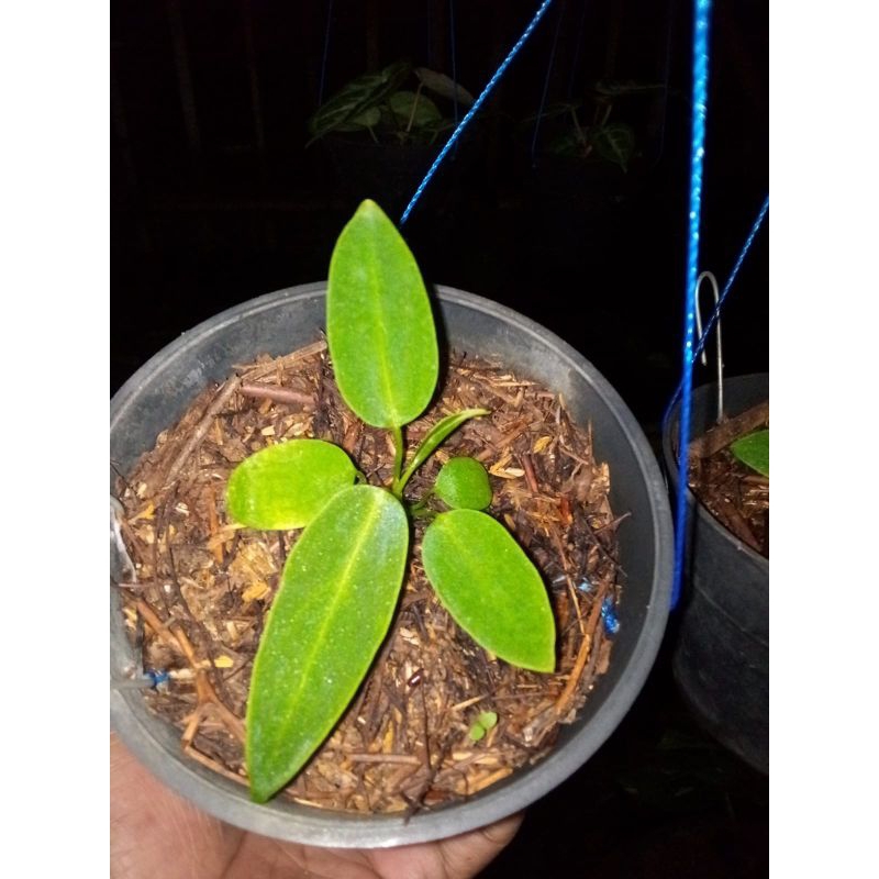 anturium waroqeanum /anturium lidah gajah