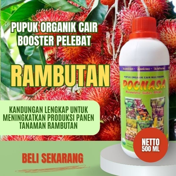 Pupuk Rambutan Cepat Berbuah / Pupuk Rambutan / Pupuk Rambutan Booster / Pupuk Rambutan Rapiah