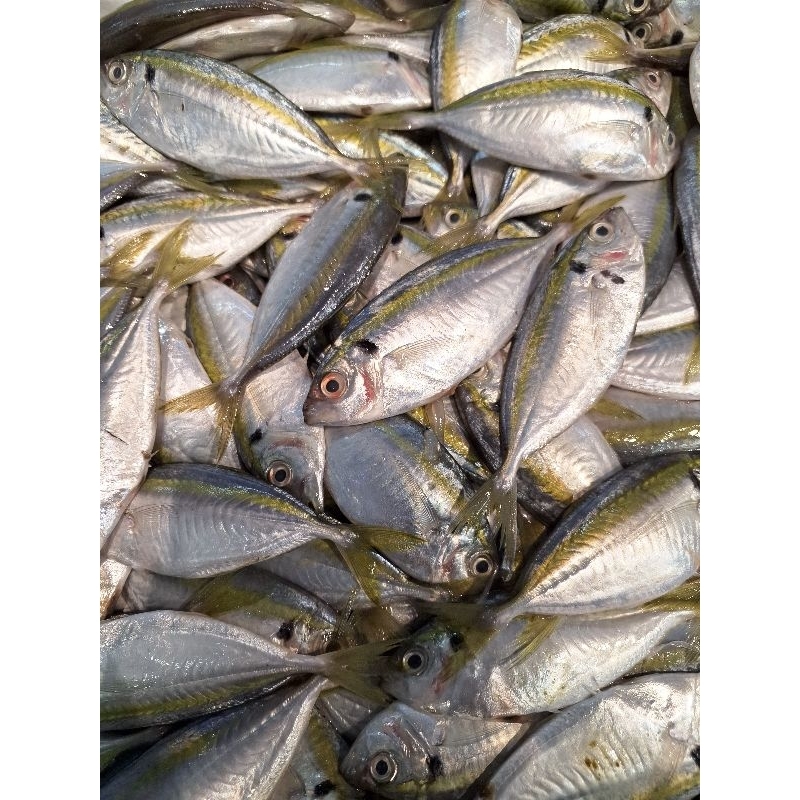 

UDANG VANAME SEGAR UKURAN BESAR