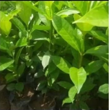 

DAUN SALAM UNTUK MASAK DAN OBAT