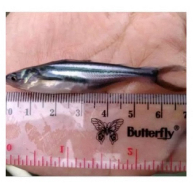 Bibit Ikan Patin 6-7 cm /Sehat berkwalitas sudah karantina