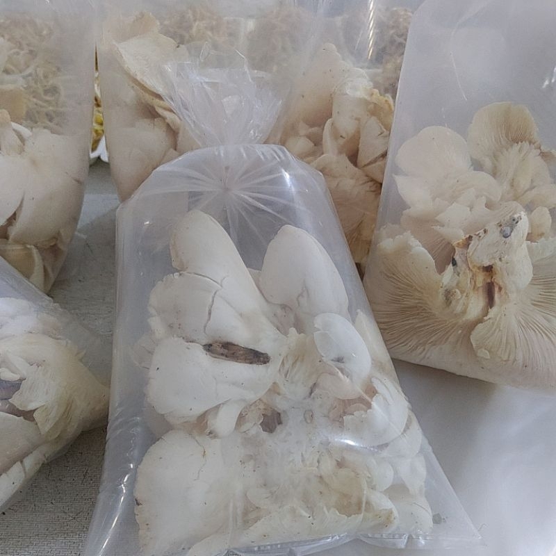 

jamur tiram pack kurleb 180grm