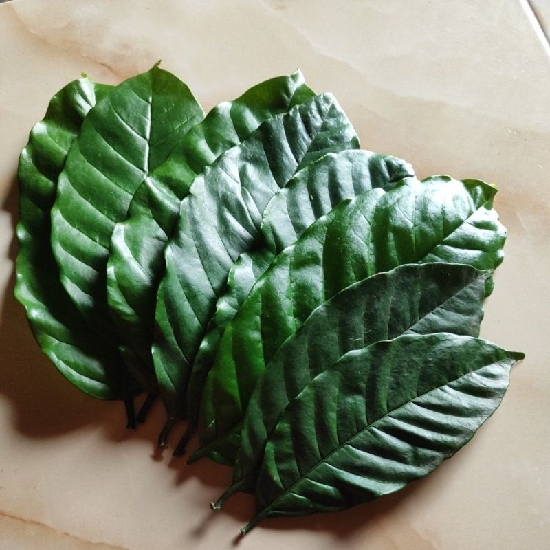 

Daun Kopi 100 Gram