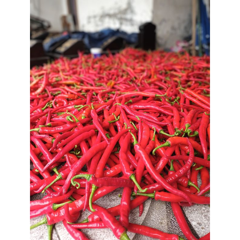 

cabe merah besar 1 kg