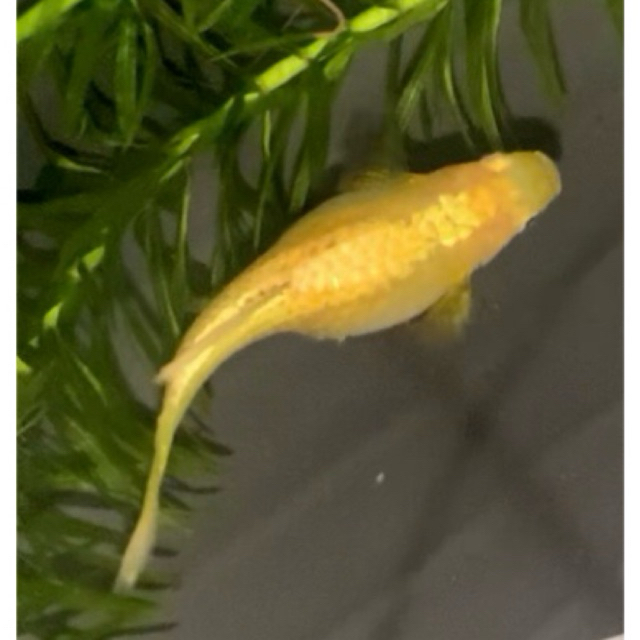 Sepasang Ikan Guppy Full Gold