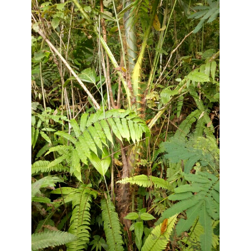 

humbut rotan sayuran humbut.hutan 2kg