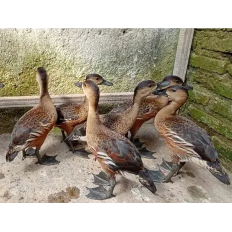 

telurfertil burung belibis telur bebek belibis untuk di tetaskan