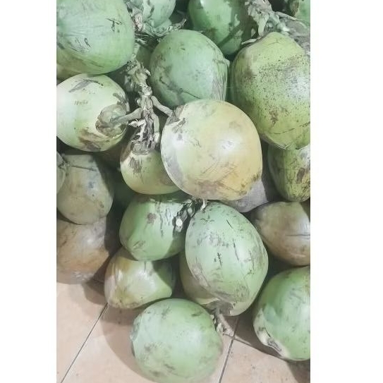 

KELAPA MUDA KELAPA HIJAU