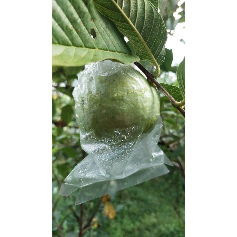 

Jambu Kristal Paket Hemat 5kg Grade A