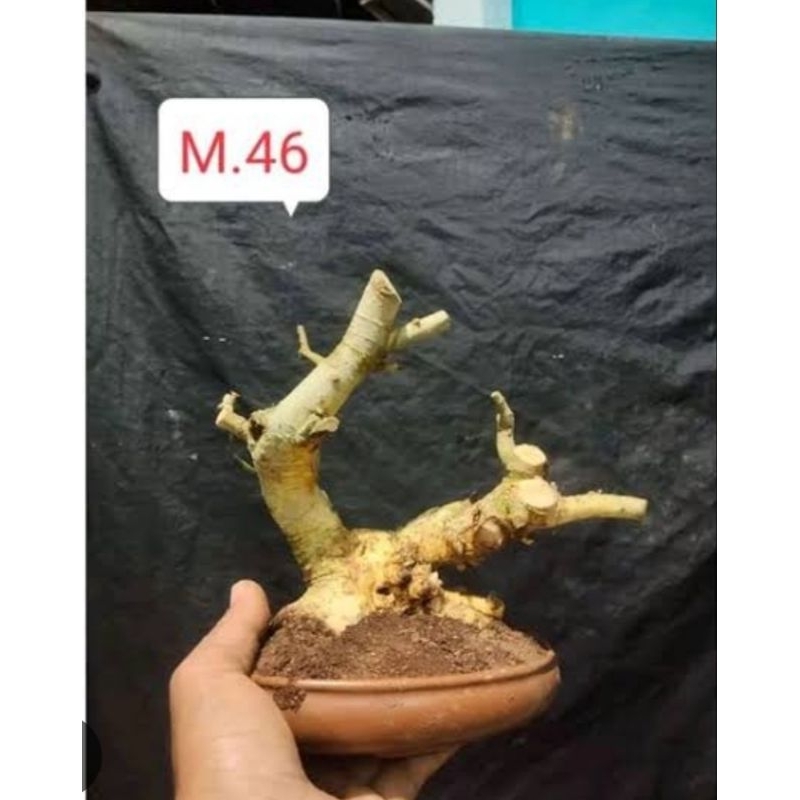 bahan bonsai serut donkelan seru medium
