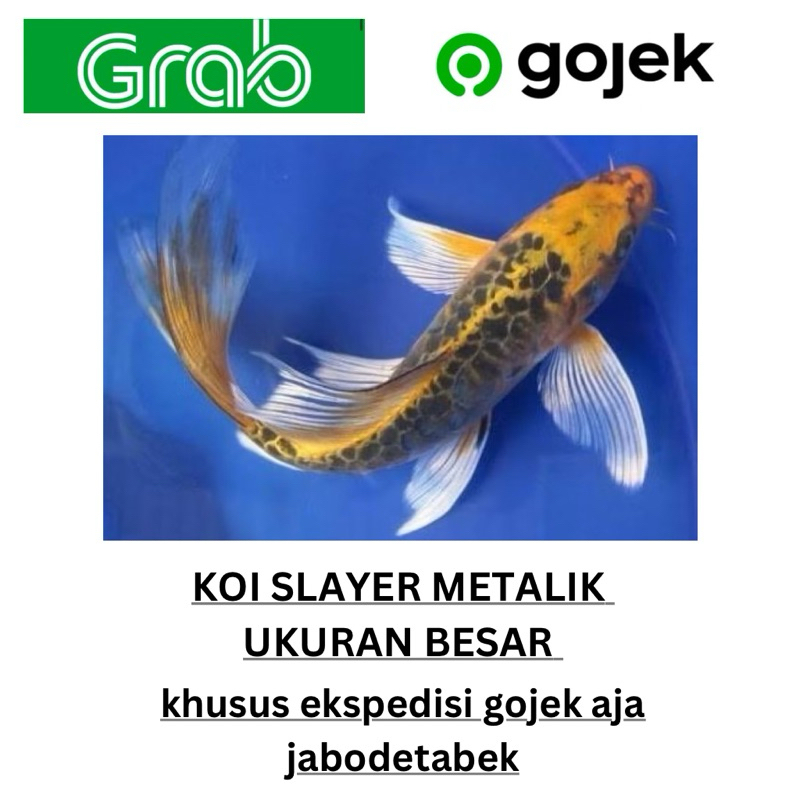koi slayer metalik ukuran 18-20cm