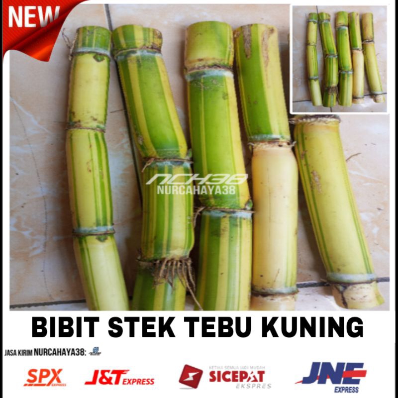 Tebu kuning Bibit stek tebu kuning tebu kuning 1 pcs