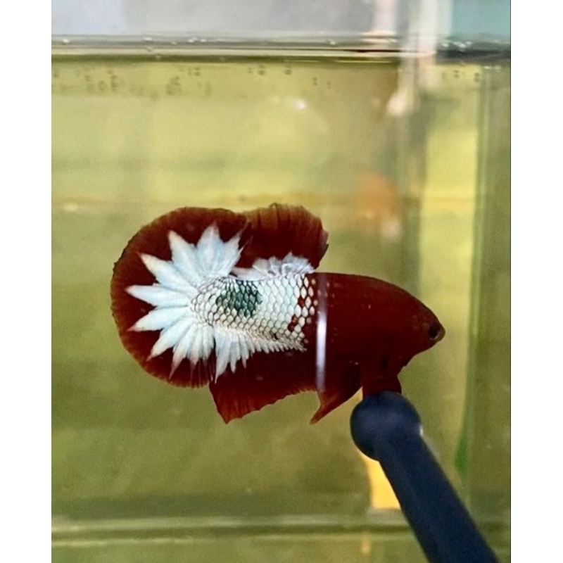 Ikan Cupang Fccp Red Head army Line VIETNAM GRADE A (MALE ONLY)  ukuran tandom S+ - M