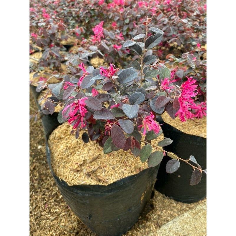 tanaman pitalum/tanaman pagar/list taman minimalis/