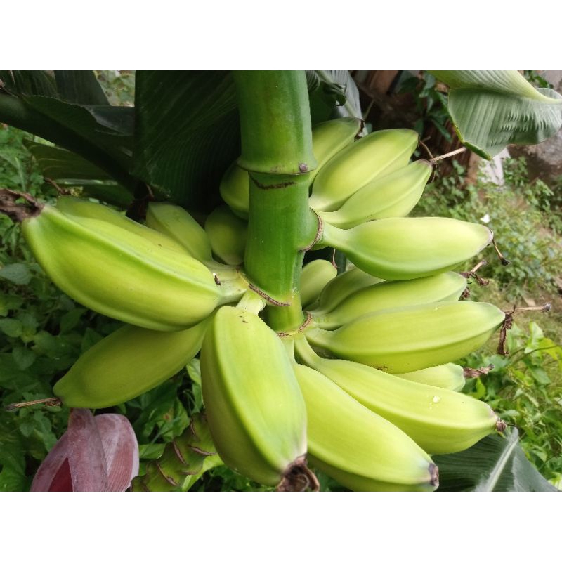 

Pisang Batu muda