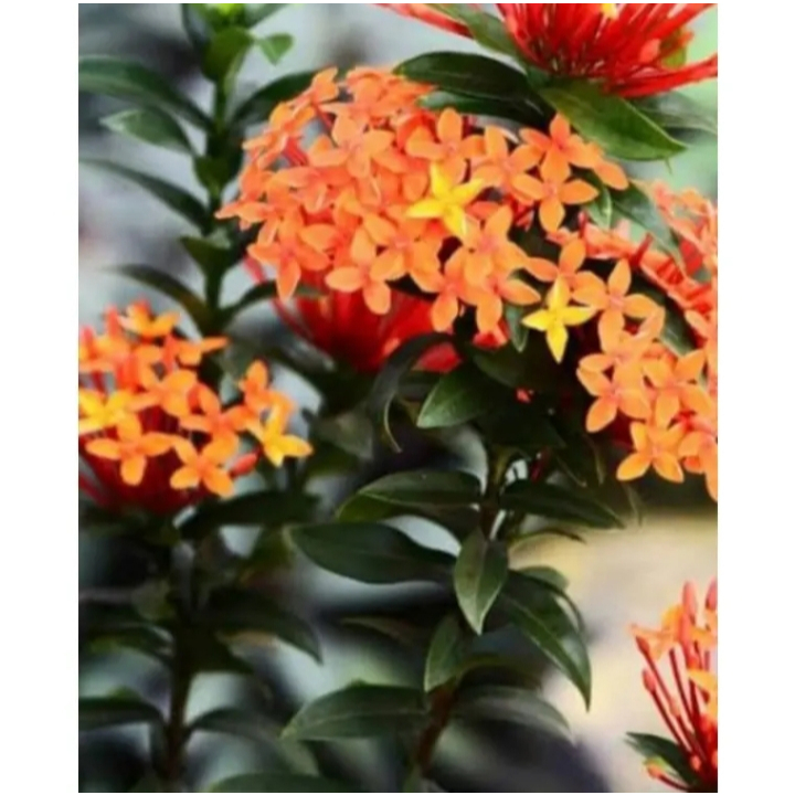 PROMO  BISA COD Tanaman asoka bunga orange - Soka jambon bunga orange - Asoka bunga orange