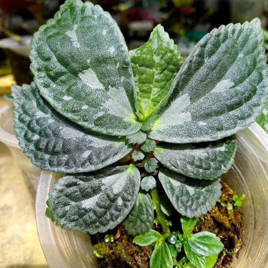 Tanaman Endemik Elatostema kupu-kupu