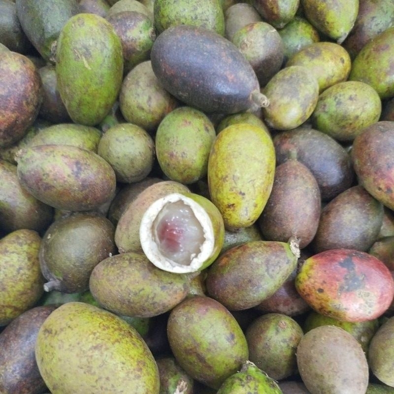 

buah matoa