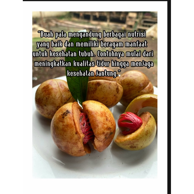 

buah pala segar 1kg/rempahrempah/manisanpala