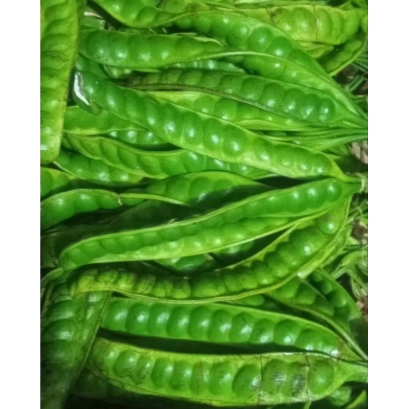 

promo 10 lonjor pte lokal bogor