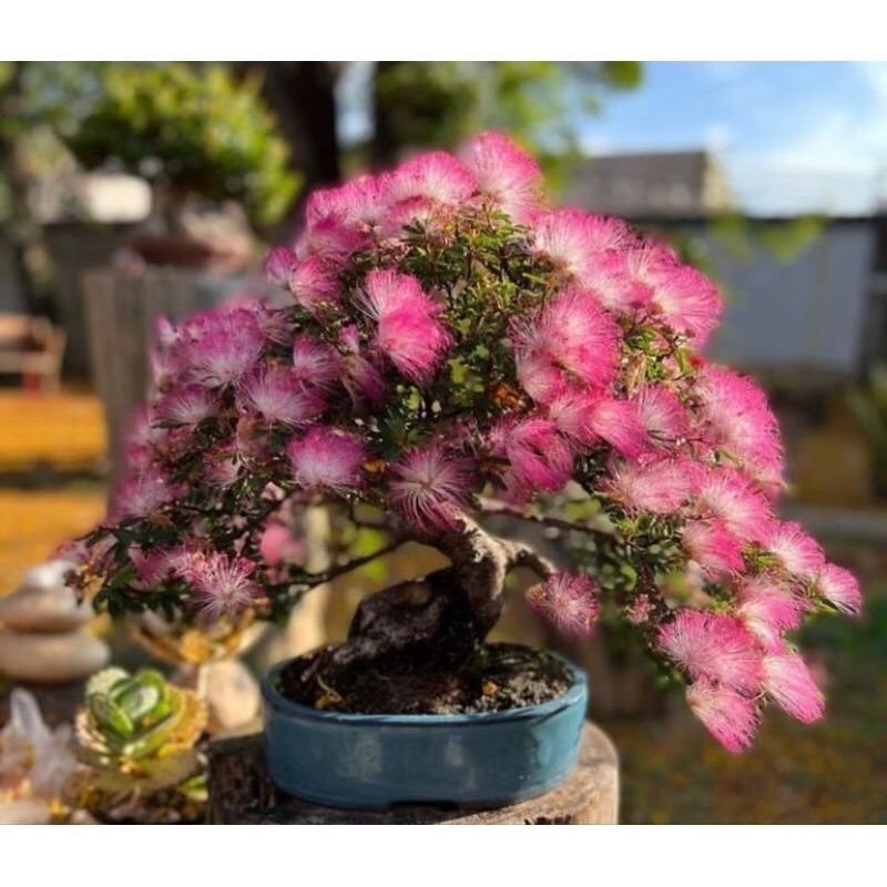 Bahan Bonsai Tanaman kaliandra sulimaraja/surinamensis