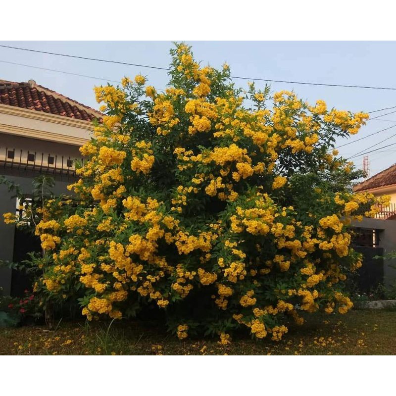 bibit bunga stecoma stans /terompet kuning/tecoma kuning