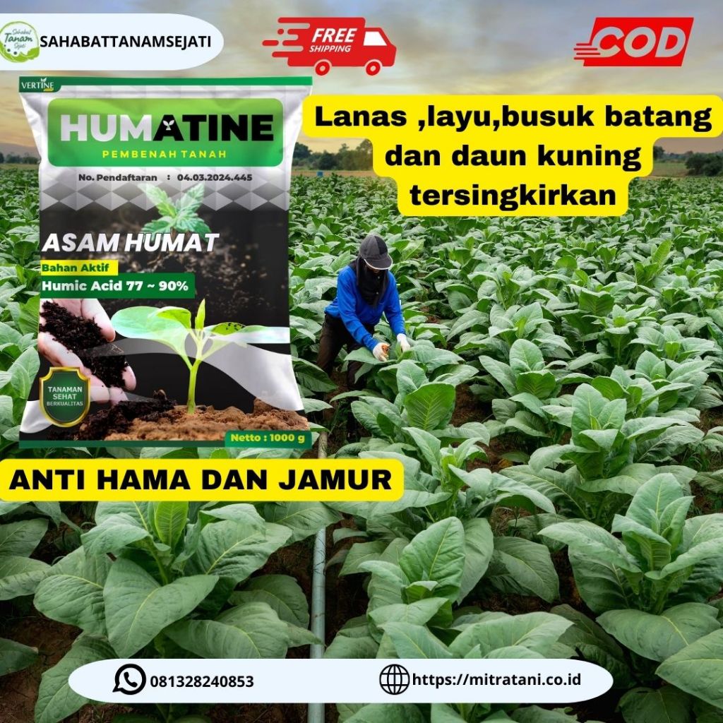 Humatine Asam Humat Pembenah Tanah Pelebat Dan Memperlebar Daun Tembakau , Memperbaiki Tanah Tandus,