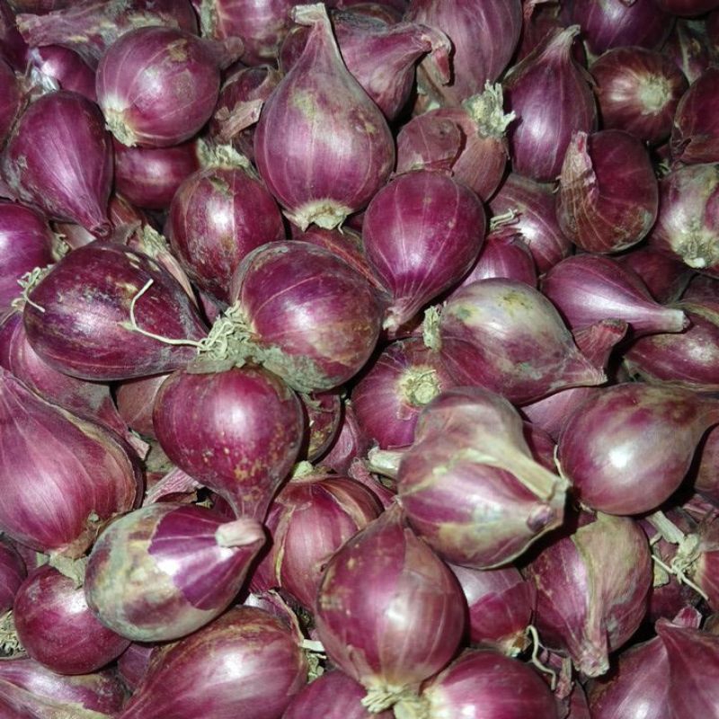 

Jual bawang merah berkualitas, kecil,sedang dan besar
