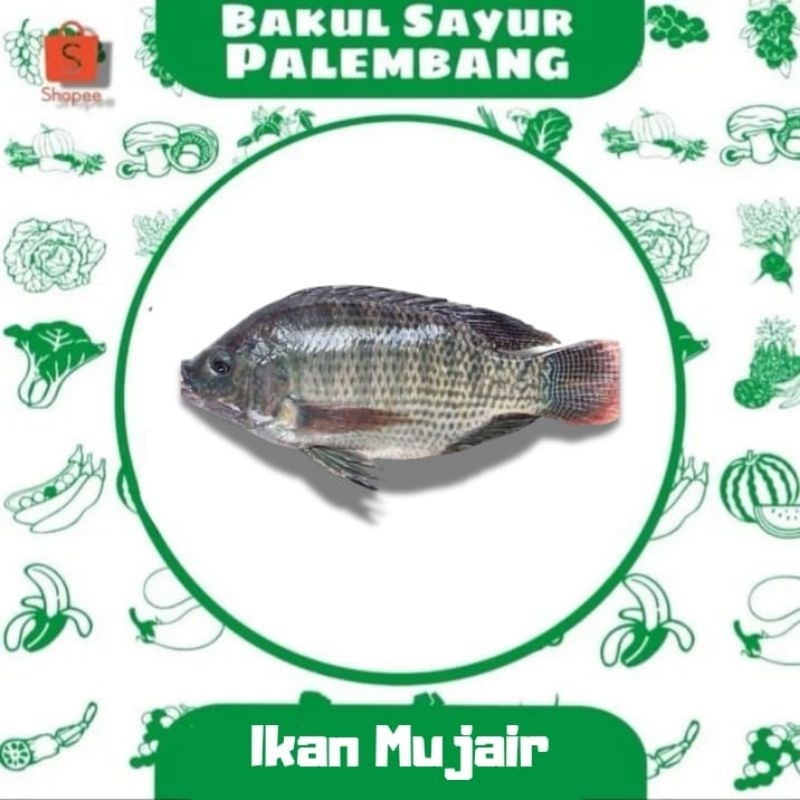 

Ikan Mujair