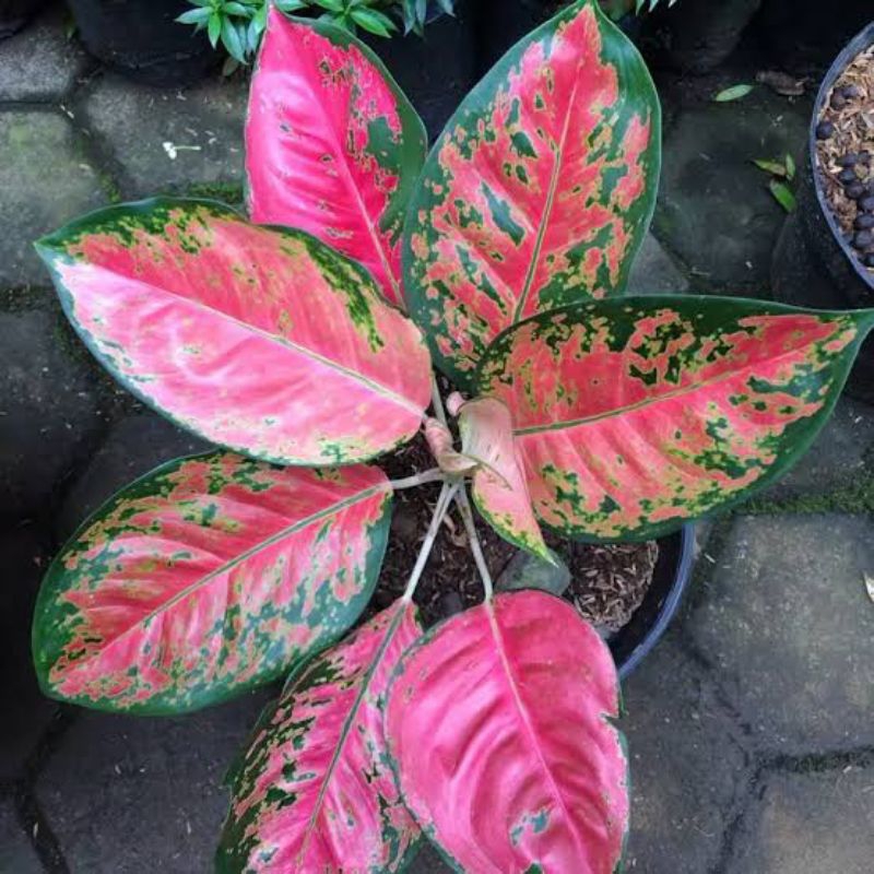 Tanaman hias aglonema kochin - aglonema kochin