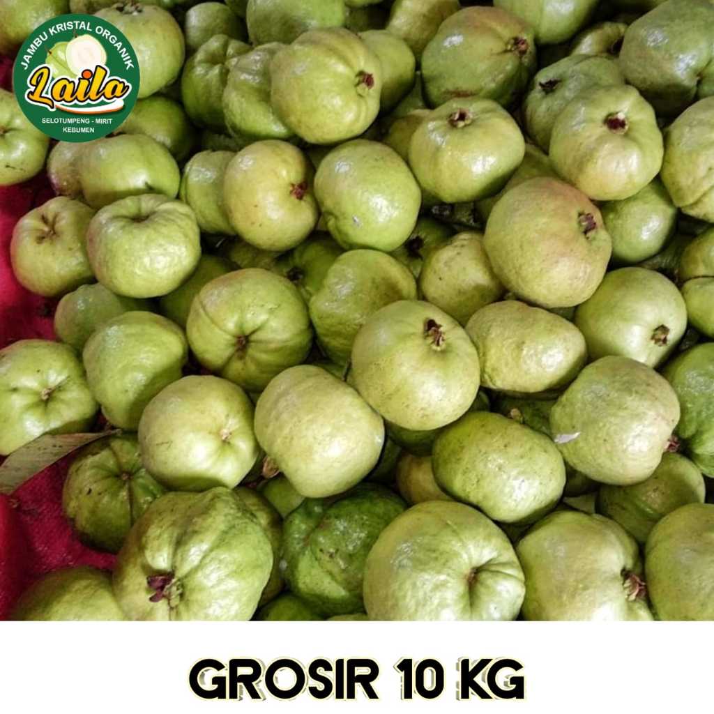 

10 KG Jambu Kristal KEBUMEN Fresh baru petik Packaging aman sampai tempat