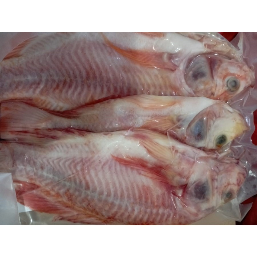 

Ikan Nila Merah Organik QV - Hitam