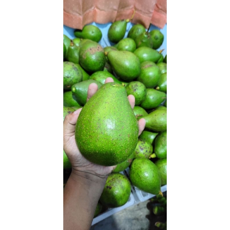 

ALPUKET SUPER PULEN 1KG (ISI 2/3/4) Alpukat