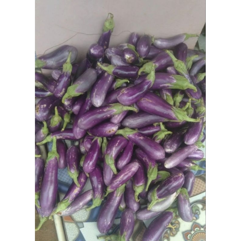 

Terong fresh murah meriah