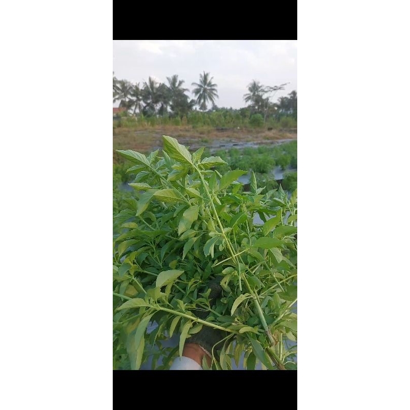 

Daun Kemangi Fresh 1 iket 250gram kirim Instan