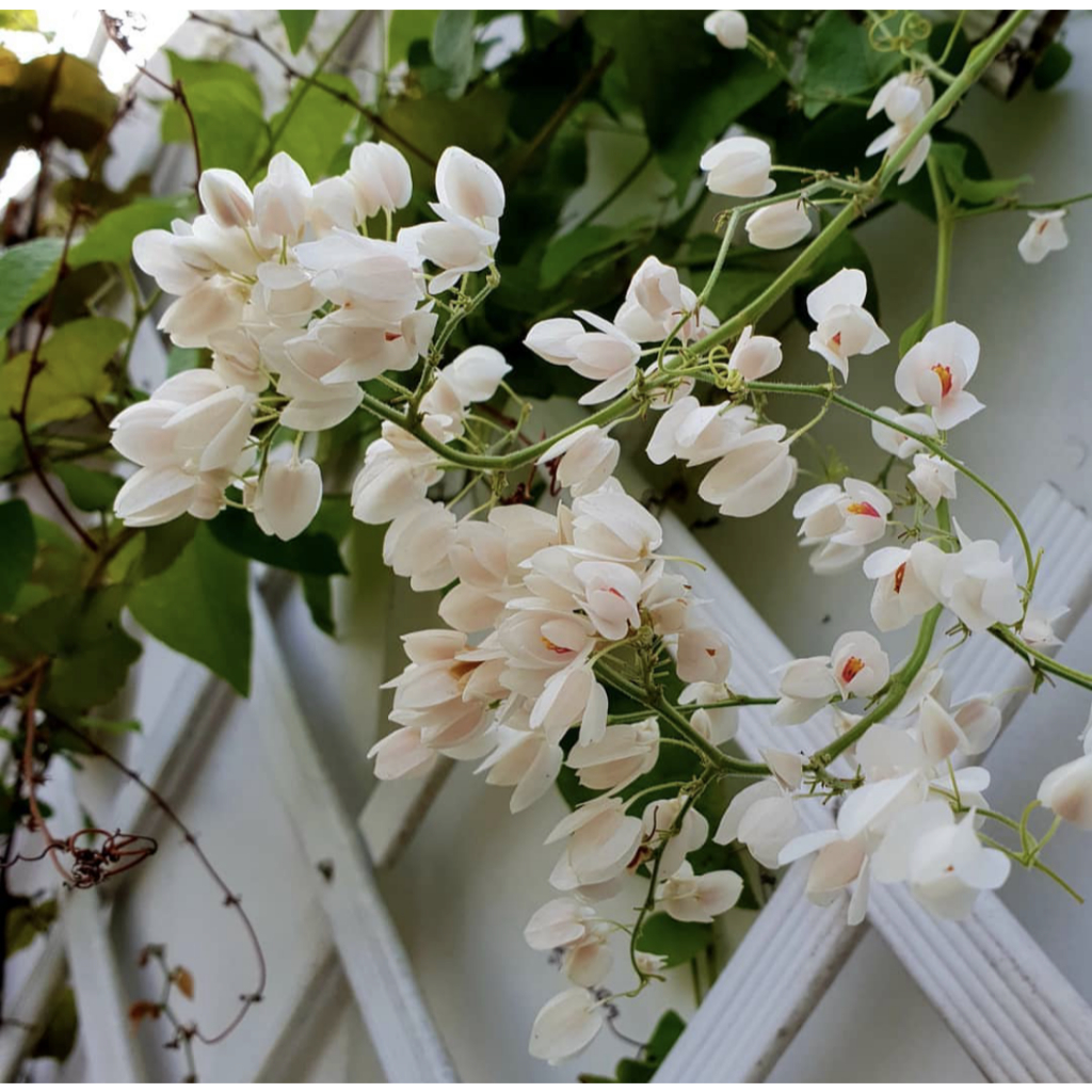 Bunga Air Mata Pengantin Putih (AMP) Dewasa Rimbun