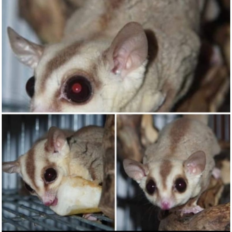 sugar glider caramel betina