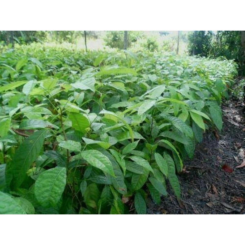 paket 10 bibit mahoni, bibit mahoni semai biji.Swietenia macrophylla.