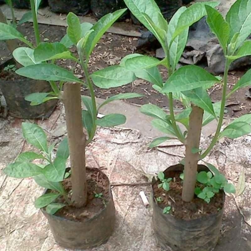 bibit sambung nyawa, bibit tanaman sambung nyawa,tanaman herbal sambung nyawa.Gynura procumbens