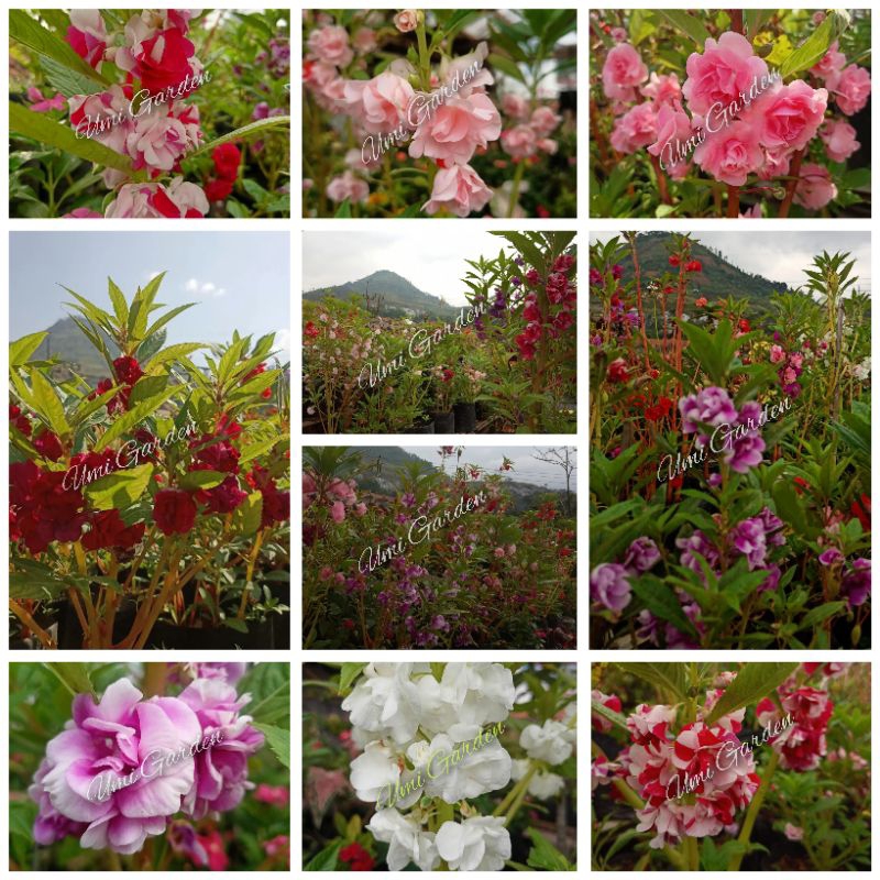 50 Biji Aneka Warna Pacar Air Tumpuk Impatiens Benih Tanaman Hias Rose Balsamina Pink  Merah Putih U