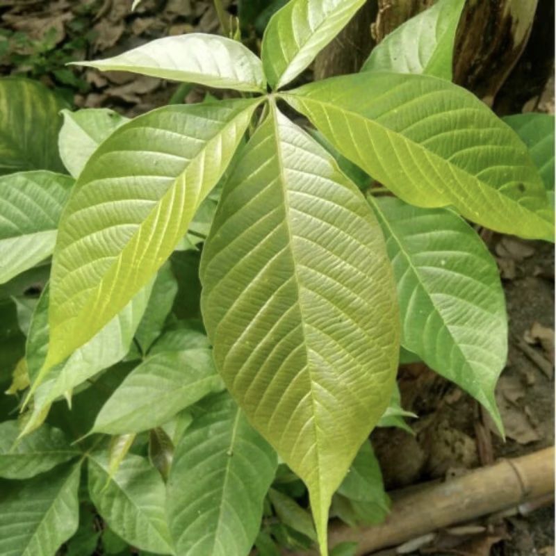 

Kayu laban Herbal Alami Masih Segar