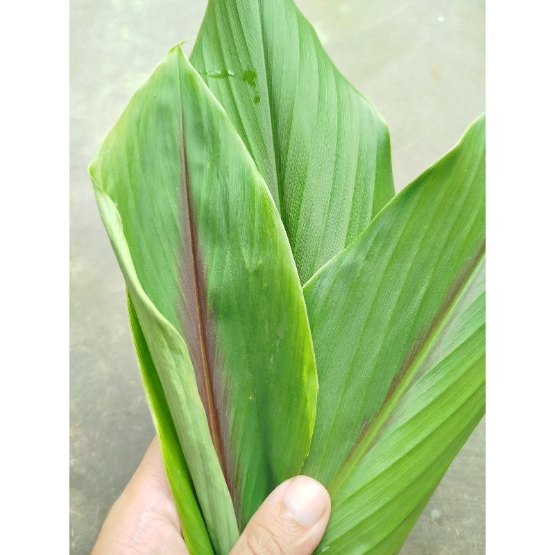 

Daun kunyit putih segar 250gram