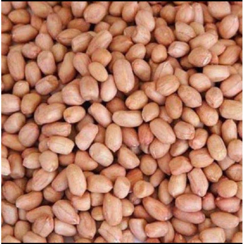 

Kacang Tanah mentah / Kacang Tanah kulit Ari / Kacang Brol. Fress Tidak Apek