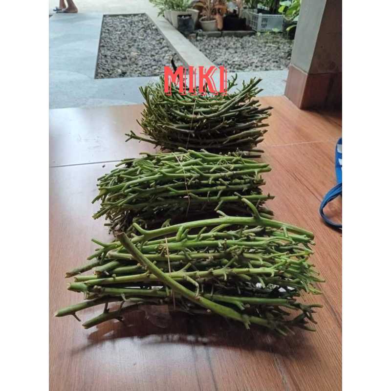 Entres alpukat jenis miki dari indukan sudah berbuah