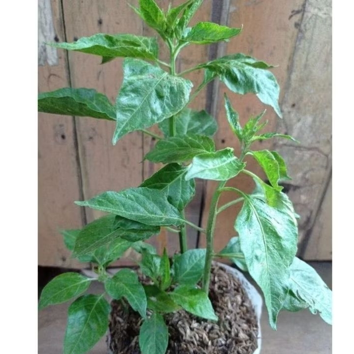Pohon cabe rawit setan, Pohon Cabe Rawit, Tanaman Cabe Rawit