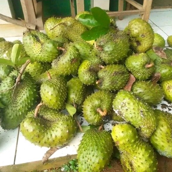 

Buah sirsak segar dari kebun 1kg