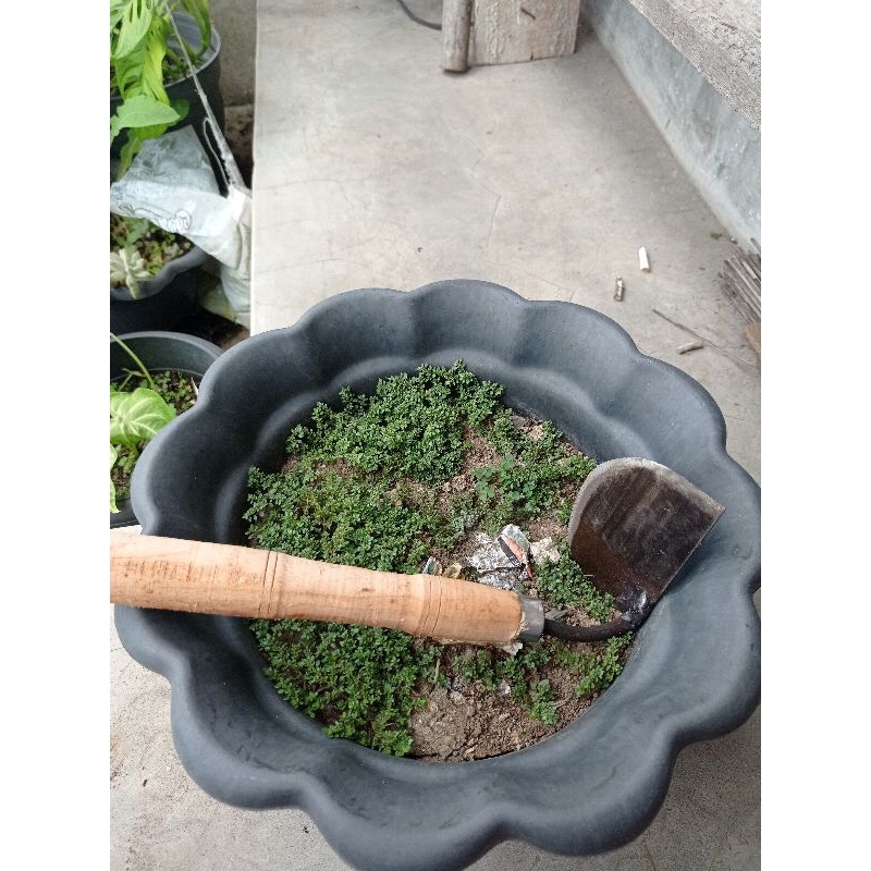 Cangkul Kecil/ Kored Fulll Baja