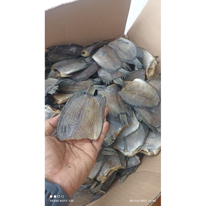 

ikan sepat tembakang menengah