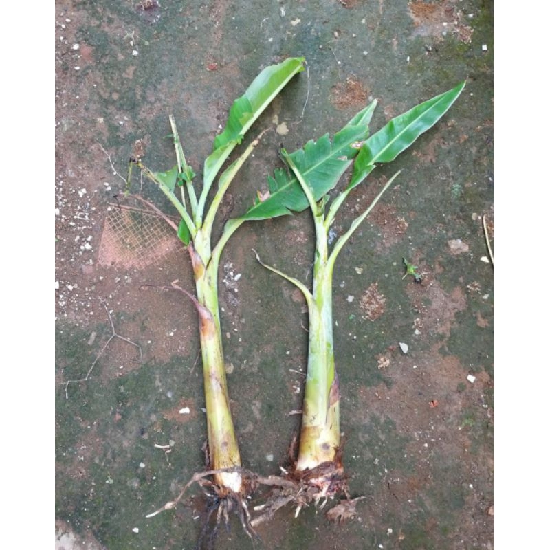 BIBIT PISANG RAJA IJO - PISANG RAJA BULU || BIBIT CULTURE KELUARGA POHON