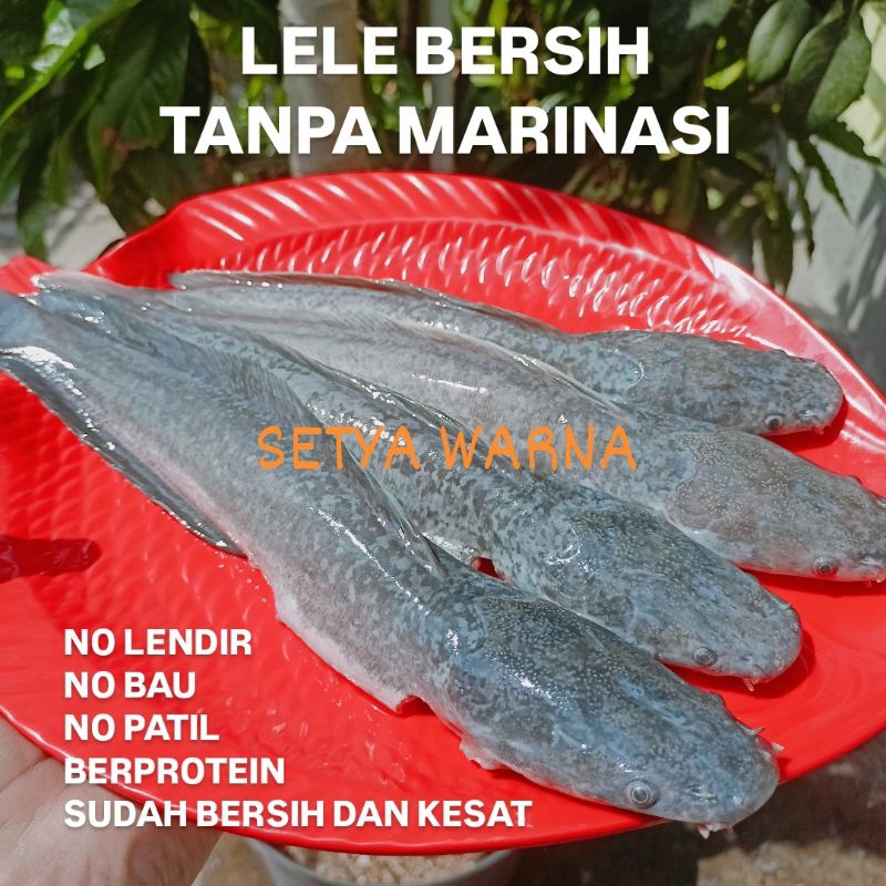 

LELE BERSIH FRESH LELE SEGAR SUDAH DIBERSIHKAN